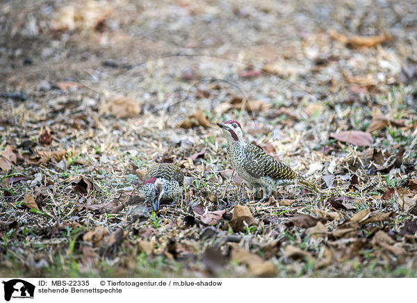 stehende Bennettspechte / standing Bennett's Woodpeckers / MBS-22335