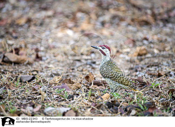 stehender Bennettspecht / standing Bennett's Woodpecker / MBS-22343