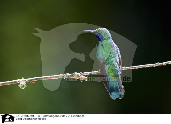 Berg-Veilchenohrkolibri / JR-05869