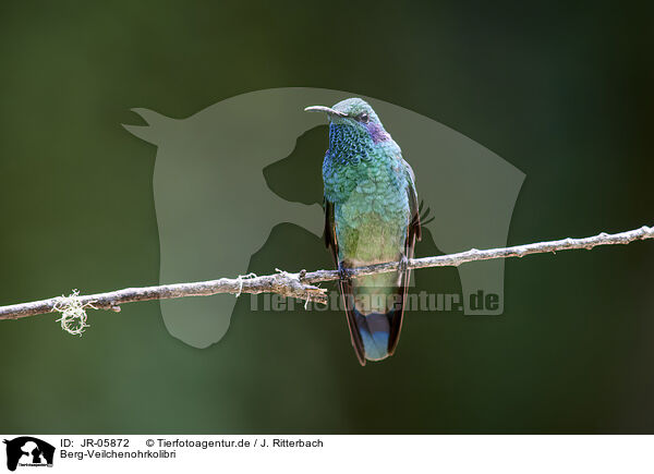 Berg-Veilchenohrkolibri / JR-05872