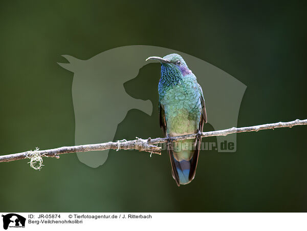 Berg-Veilchenohrkolibri / JR-05874