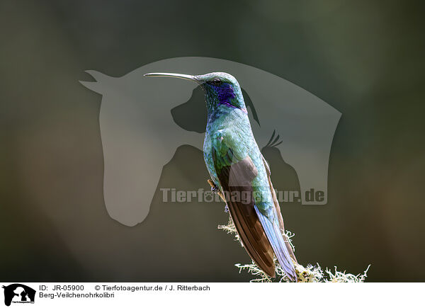 Berg-Veilchenohrkolibri / lesser violetear / JR-05900