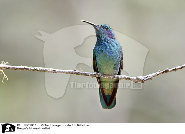 Berg-Veilchenohrkolibri / lesser violetear / JR-05911