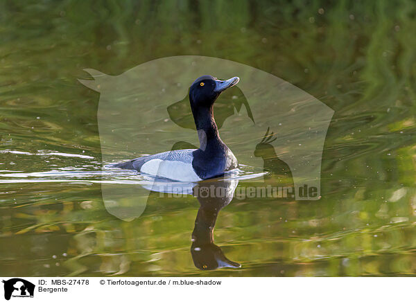 Bergente / greater scaup duck / MBS-27478