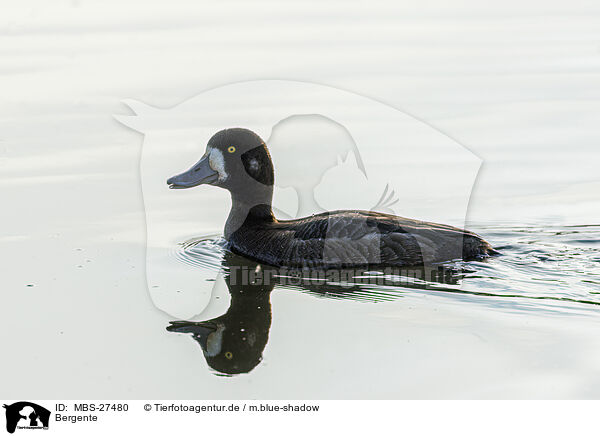 Bergente / greater scaup duck / MBS-27480