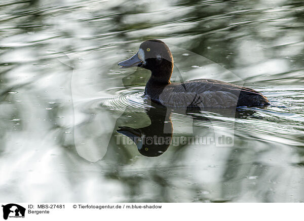 Bergente / greater scaup duck / MBS-27481