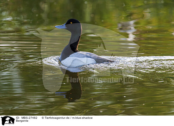 Bergente / greater scaup duck / MBS-27482