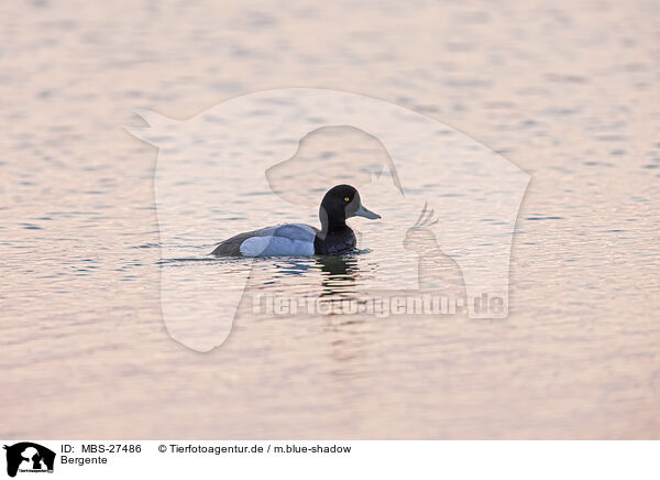 Bergente / greater scaup duck / MBS-27486