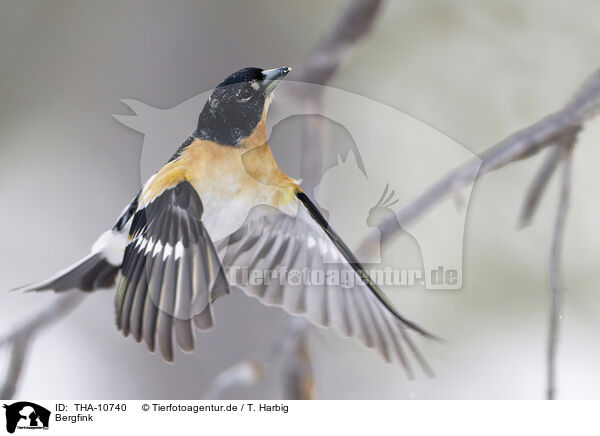 Bergfink / brambling / THA-10740