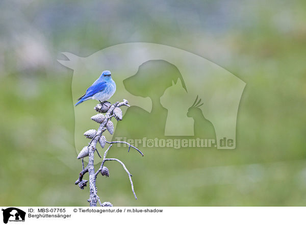 Berghttensnger / mountain bluebird / MBS-07765