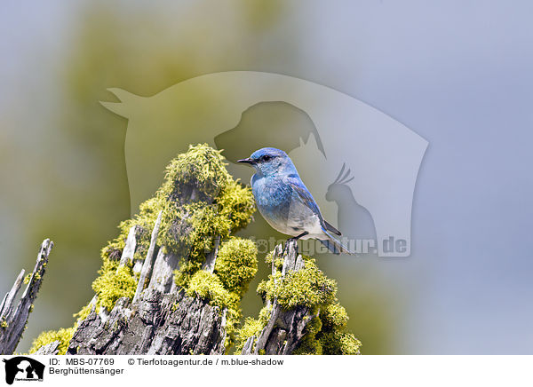 Berghttensnger / mountain bluebird / MBS-07769
