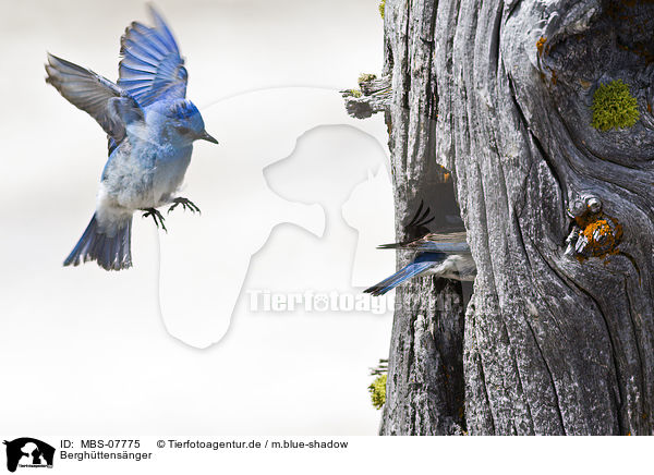 Berghttensnger / mountain bluebird / MBS-07775