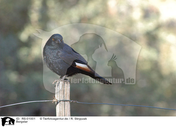 Bergstar / Pale-winged Starling / RS-01001