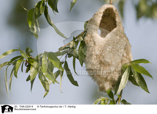 Beutelmeisennest / Eurasian penduline tit nest / THA-02814
