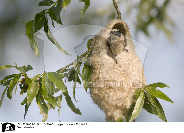 Beutelmeise / Eurasian penduline tit / THA-02816
