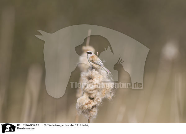 Beutelmeise / penduline tit / THA-03217