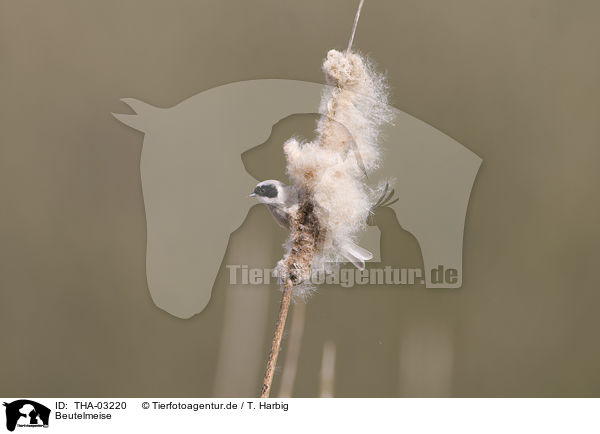 Beutelmeise / penduline tit / THA-03220