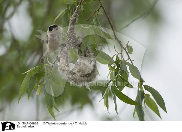 Beutelmeise / Eurasian penduline tit / THA-04862