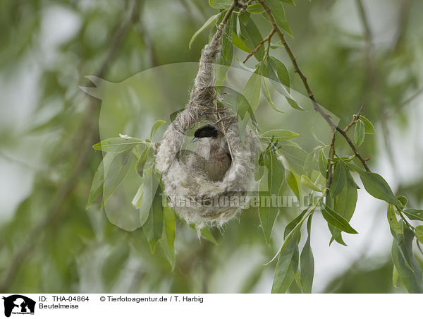 Beutelmeise / Eurasian penduline tit / THA-04864