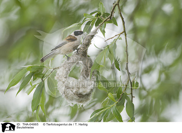 Beutelmeise / Eurasian penduline tit / THA-04865