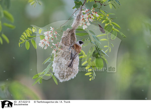 Beutelmeise / Eurasian penduline tit / AT-02213