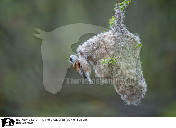 Beutelmeise / Penduline Tit / HSP-01216