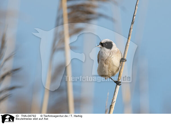 Beutelmeise sitzt auf Ast / Penduline tit sits on branch / THA-08792