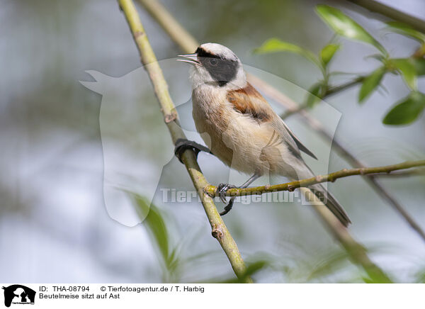 Beutelmeise sitzt auf Ast / Penduline tit sits on branch / THA-08794