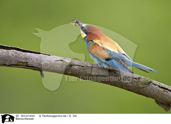 Bienenfresser / bee eater / SO-01402