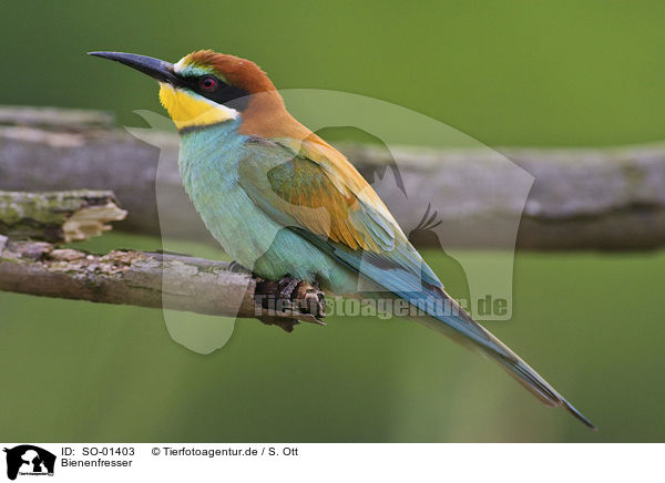 Bienenfresser / bee eater / SO-01403