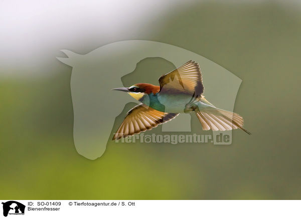 Bienenfresser / bee eater / SO-01409