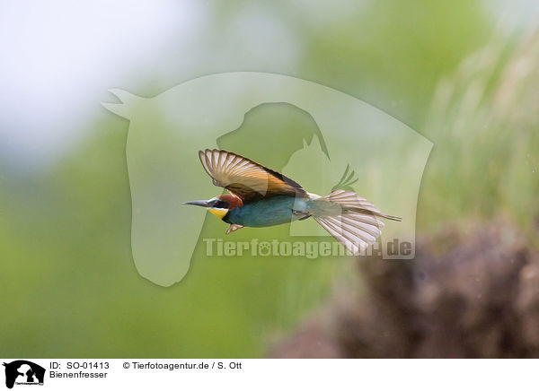 Bienenfresser / bee eater / SO-01413