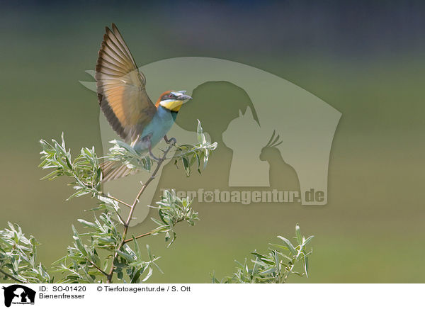 Bienenfresser / SO-01420