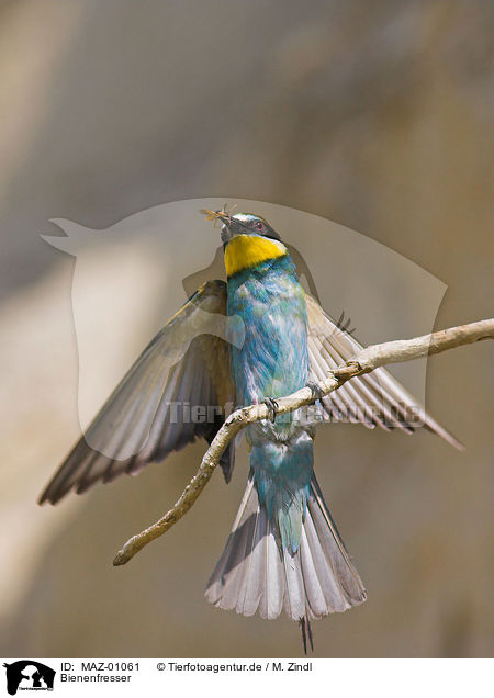 Bienenfresser / bee eater / MAZ-01061