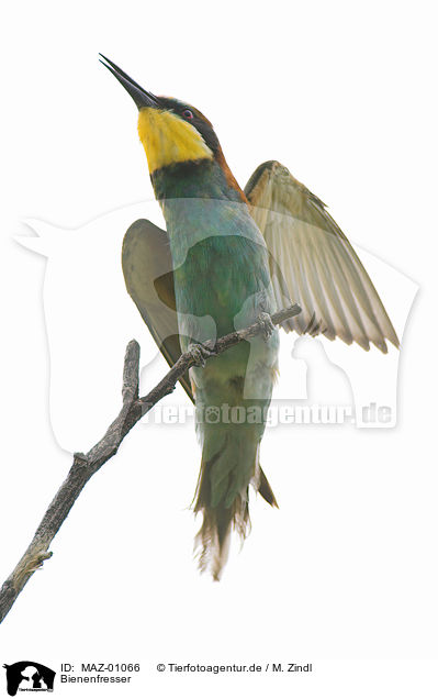 Bienenfresser / bee eater / MAZ-01066