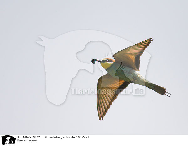 Bienenfresser / bee eater / MAZ-01072