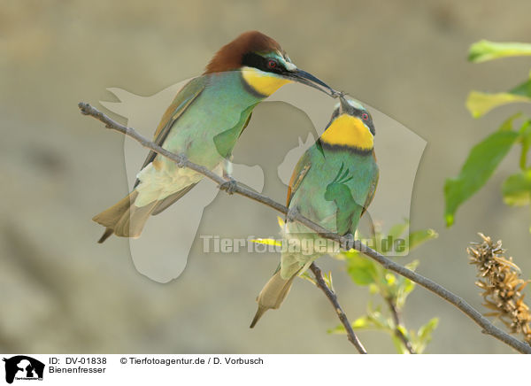 Bienenfresser / European bee-eaters / DV-01838