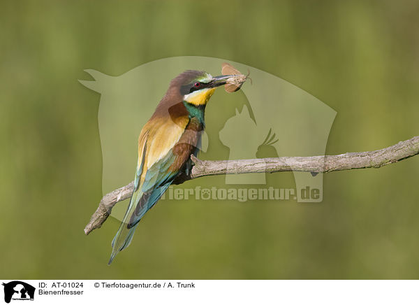 Bienenfresser / European Bee Eater / AT-01024