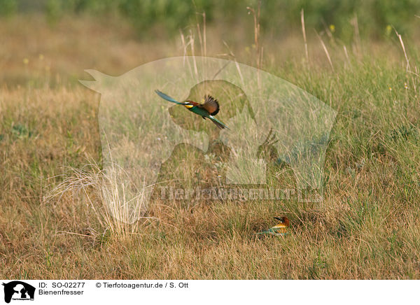 Bienenfresser / European bee-eater / SO-02277