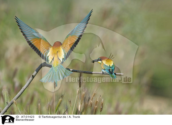 Bienenfresser / European bee-eater / AT-01423