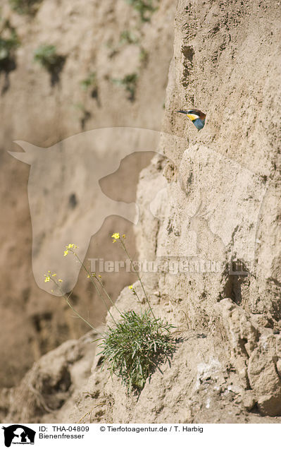 Bienenfresser / European bee-eater / THA-04809