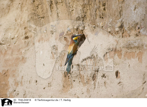 Bienenfresser / European bee-eater / THA-04818