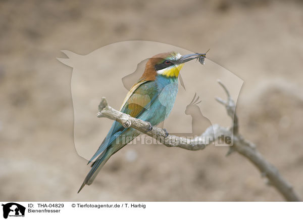 Bienenfresser / European bee-eater / THA-04829