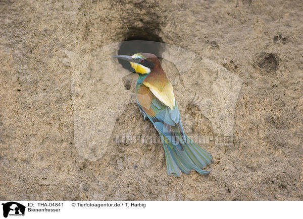 Bienenfresser / European bee-eater / THA-04841
