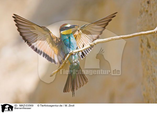 Bienenfresser / European bee-eater / MAZ-03569