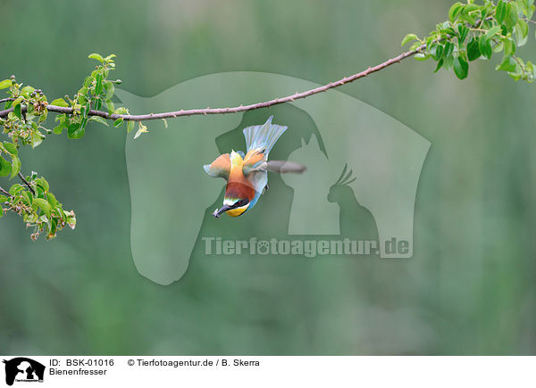 Bienenfresser / bee-eater / BSK-01016