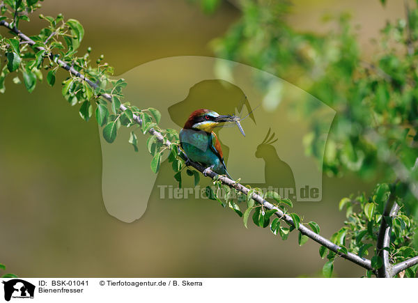 Bienenfresser / bee-eater / BSK-01041