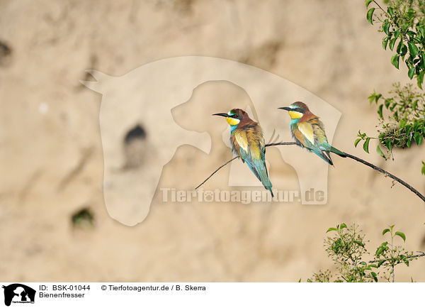 Bienenfresser / bee-eaters / BSK-01044