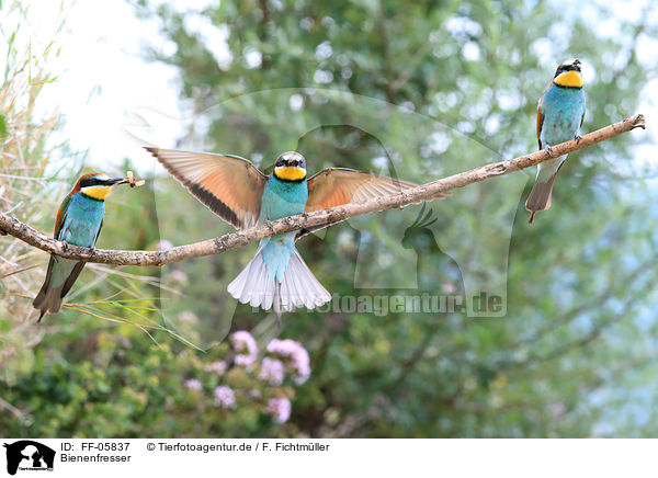 Bienenfresser / bee-eaters / FF-05837