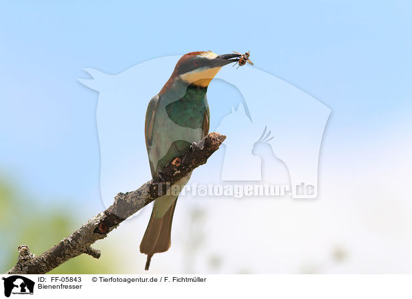 Bienenfresser / bee-eater / FF-05843